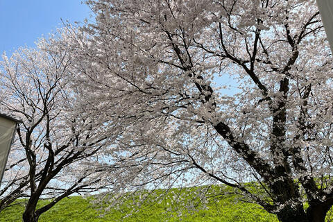 ✿桜満開✿